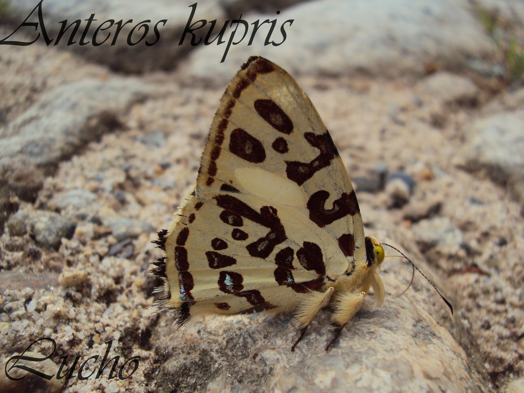 Giant Anteros