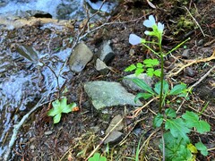 Cardamine californica