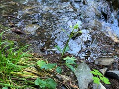 Cardamine californica