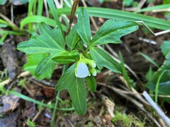 Cardamine californica