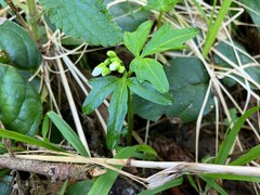Cardamine californica