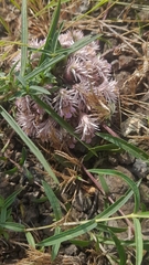 Lepidagathis trinervis