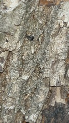 Bruchinae