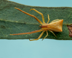 Sidymella trapezia
