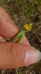 Vigna indica