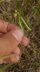 Vigna indica