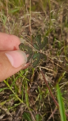 Vigna indica