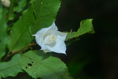 Camellia caudata