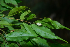 Camellia caudata