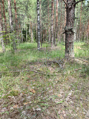 Erigeron acris droebachiensis