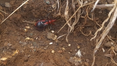 Rhynocoris marginatus