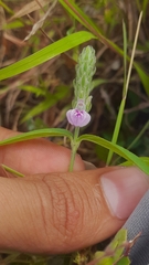Rostellularia quinqueangularis