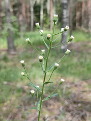 Erigeron acris droebachiensis
