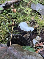 Pseudohydnum gelatinosum