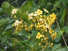 Cassia fistula