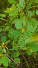 Linnavuoriella arcuata