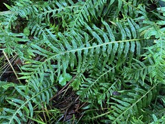 Polypodium glycyrrhiza