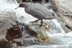 Hymenolaimus malacorhynchos