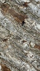 Salpingus viridiaeneus