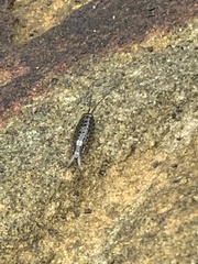 Ligia exotica