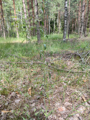Erigeron acris droebachiensis