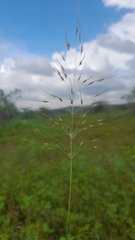 Chrysopogon fulvus