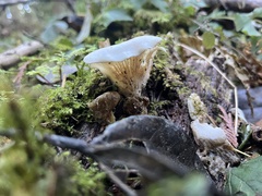 Pseudohydnum gelatinosum