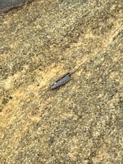 Ligia exotica