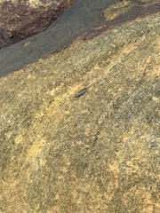 Ligia exotica
