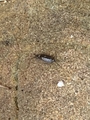 Ligia exotica