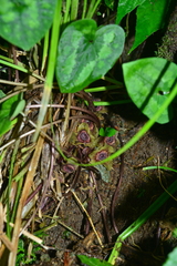 Asarum albomaculatum