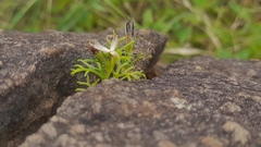 Glossocardia bosvallia