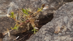 Glossocardia bosvallia