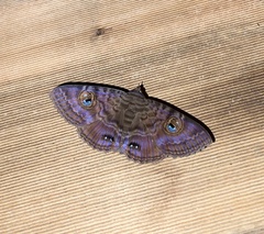 Speiredonia spectans