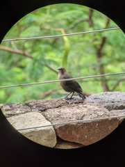 Quiscalus lugubris