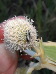 Nicentrus circumcinctus