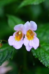 Impatiens uniflora
