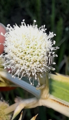 Nicentrus circumcinctus