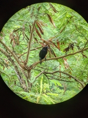 Quiscalus lugubris