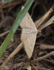 Scopula rubraria