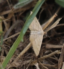 Scopula rubraria