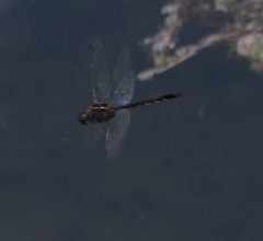 Hemicordulia armstrongi