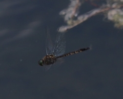 Hemicordulia armstrongi