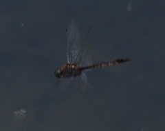 Hemicordulia armstrongi