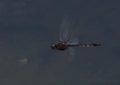 Hemicordulia armstrongi