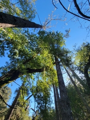 Pseudobaeospora deckeri