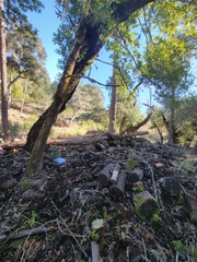 Pseudobaeospora deckeri