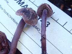 Pseudobaeospora deckeri