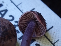 Pseudobaeospora deckeri