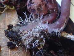 Pseudobaeospora deckeri